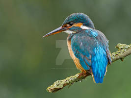 Waiting -Common Kingfisher