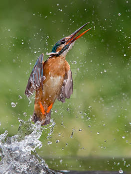 Lift off- Common Kingfisher