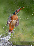 Lift off- Common Kingfisher by Jamie-MacArthur