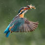 Gotcha - Common Kingfisher