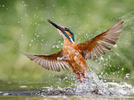 Rising damp - common kingfisher