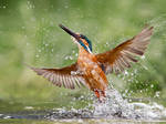 Rising damp - common kingfisher by Jamie-MacArthur