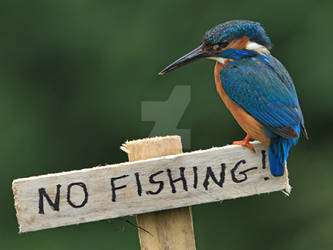 Bummer!   - common kingfisher