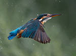 hovering kingfisher by Jamie-MacArthur