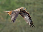 Another Red Kite by Jamie-MacArthur