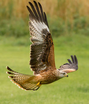 Juvenile Red Kite