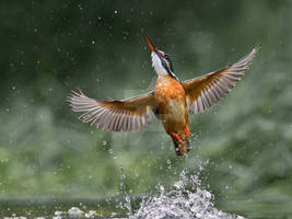 Lady of the lake - common kingfisher