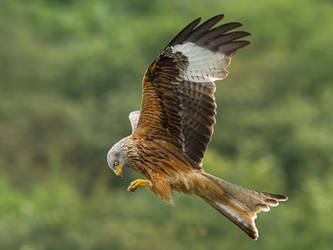 In flight meal