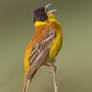 For crying out loud - Black-headed Bunting