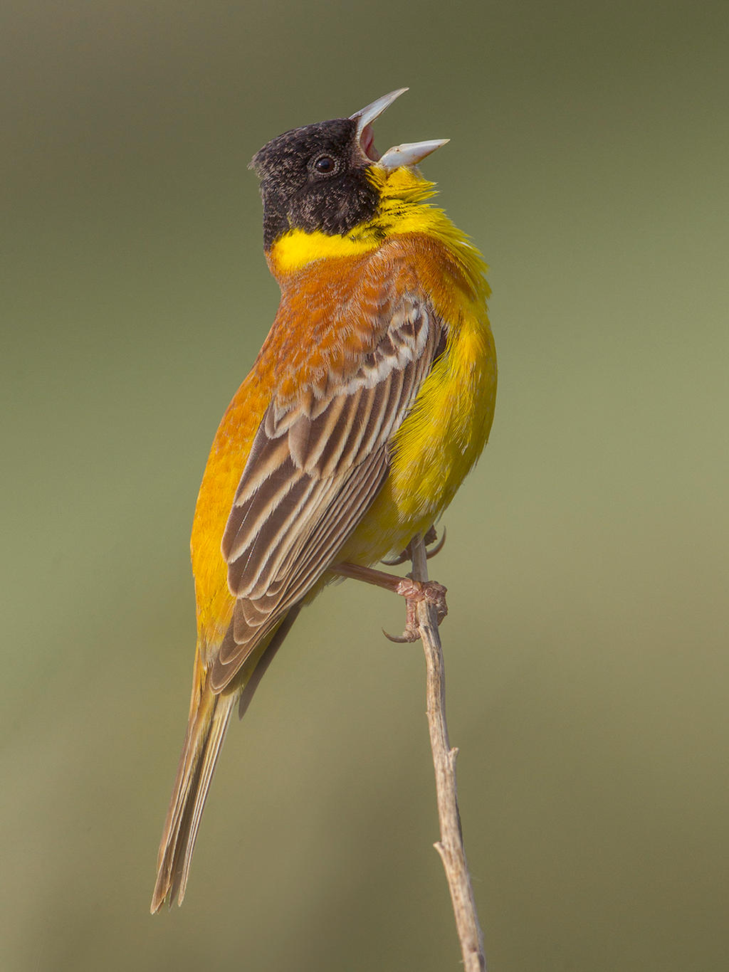 For crying out loud - Black-headed Bunting