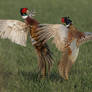 Fighting Pheasants