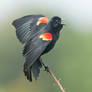 Red-wing Blackbird in courtship display