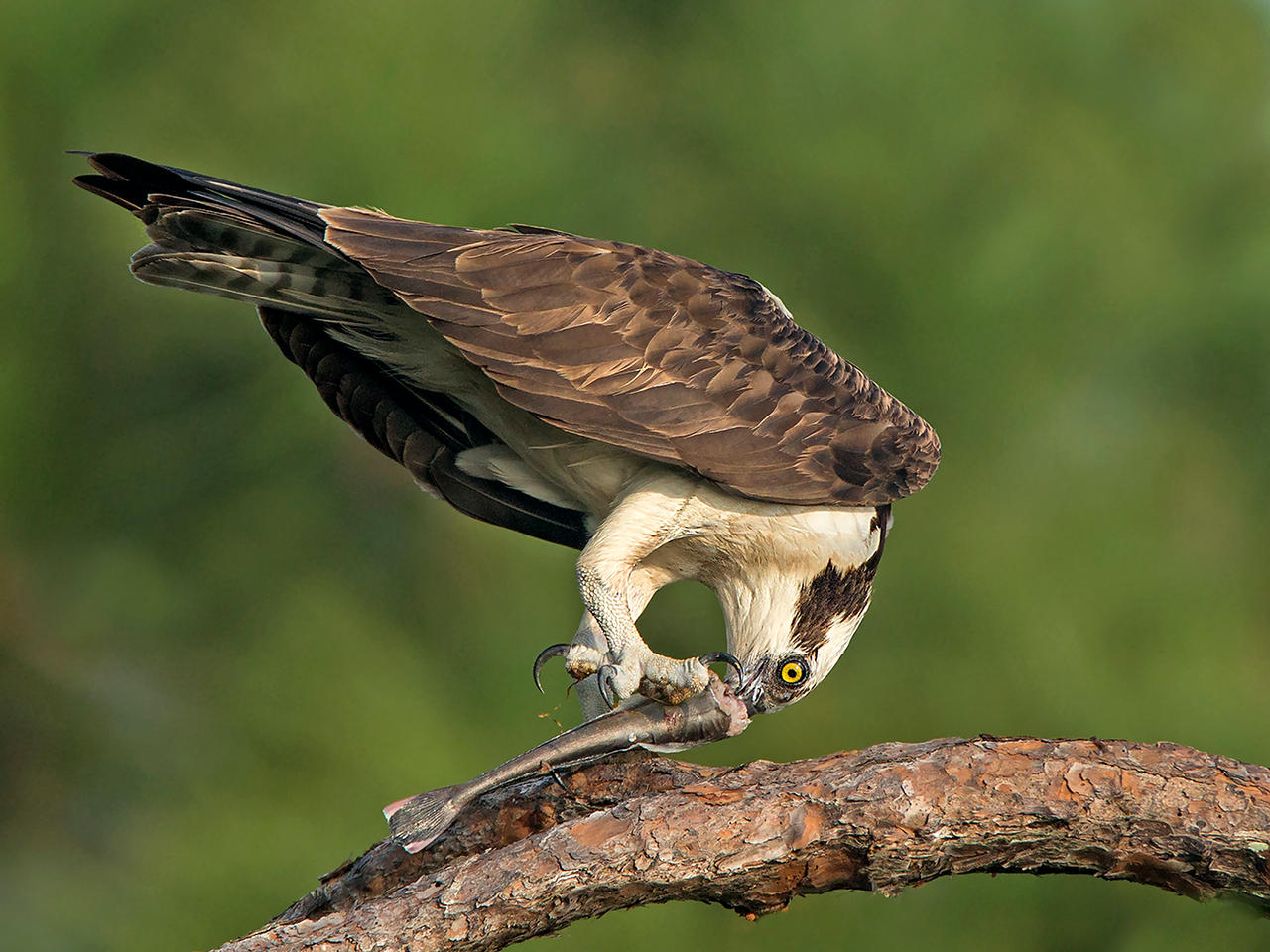 Osprey with fish