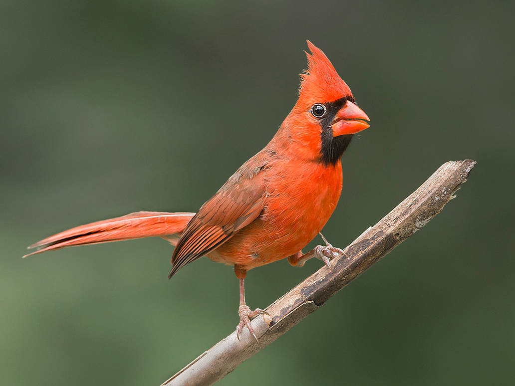 Nothern Cardinal by Jamie-MacArthur