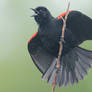 Red winged Blackbird displaying
