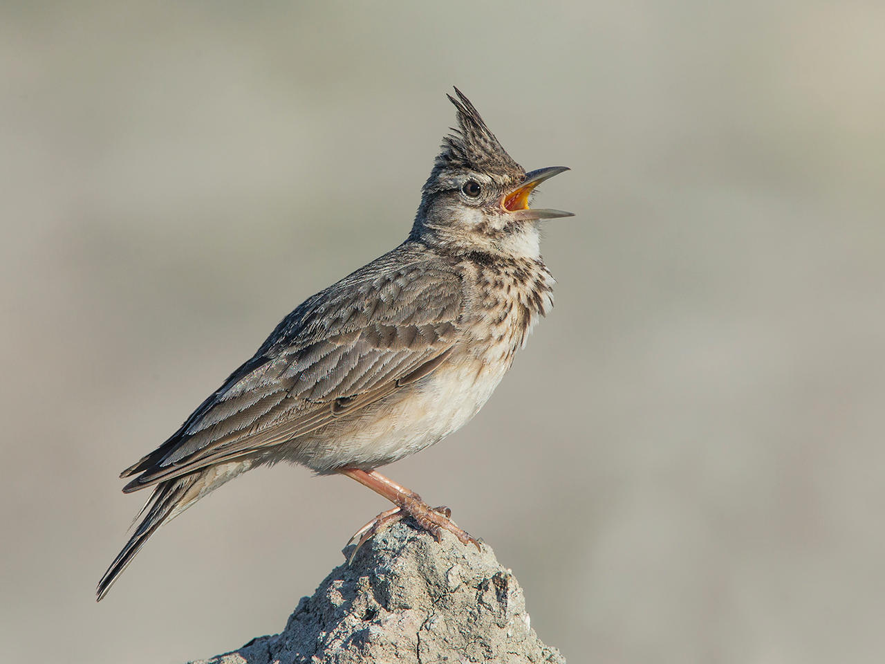 Crested Lark