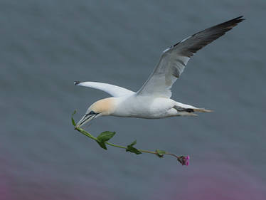 Romantic Gannet