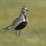 Golden Plover