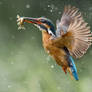 Common Kingfisher