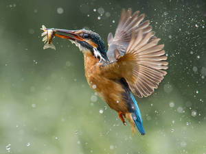 Common Kingfisher