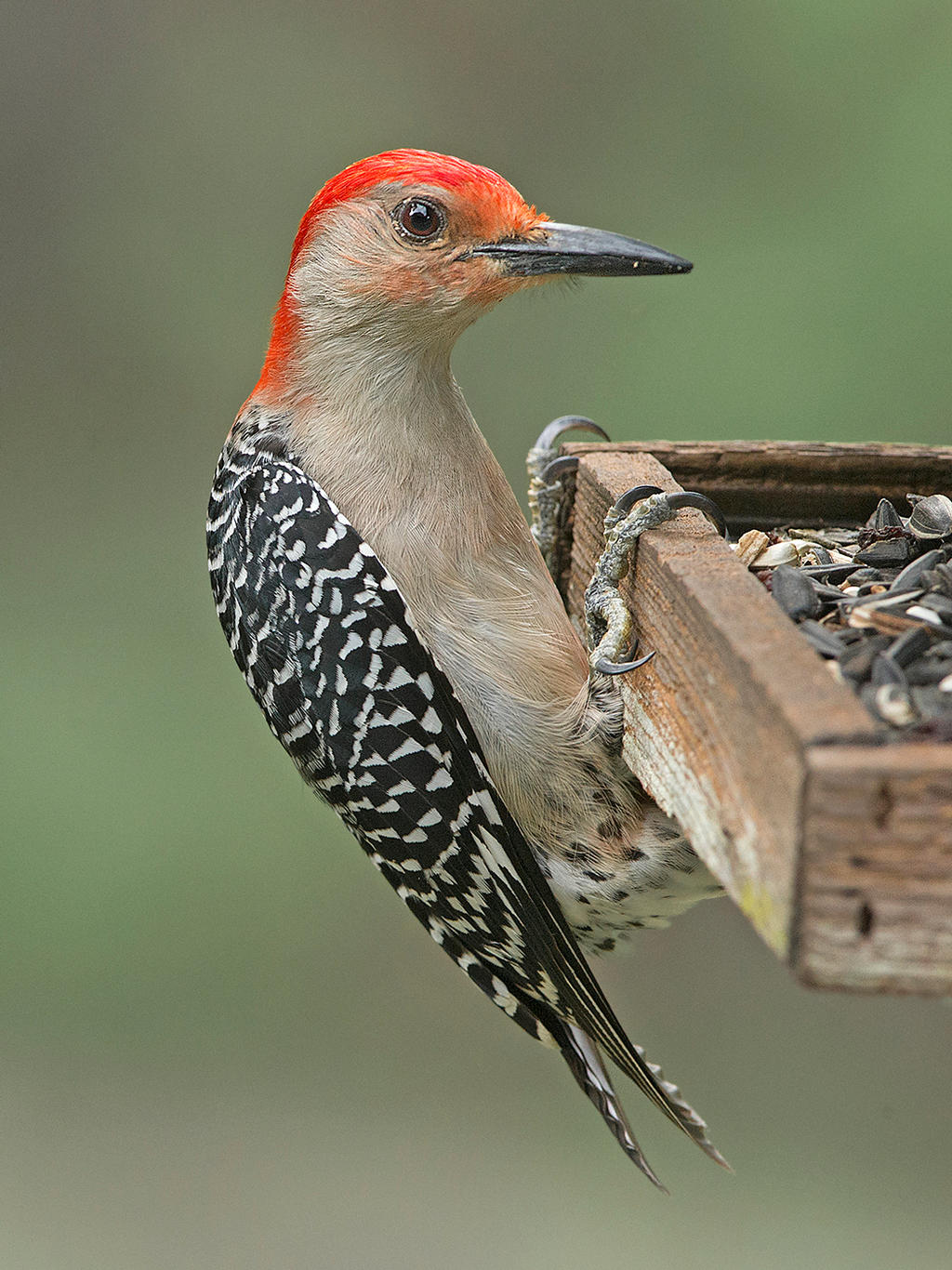 Red-Bellied Woodpecker