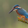 Searching - common Kingfisher