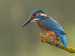 Searching - common Kingfisher