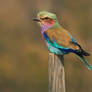 Lilc-breasted Roller