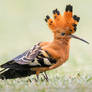 African Hoopoe