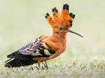 African Hoopoe by Jamie-MacArthur