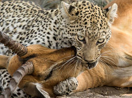 Leopard Kill