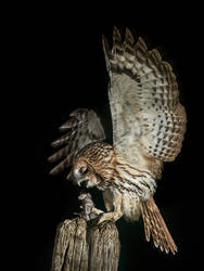 Last gasp - Tawny Owl and wood mouse