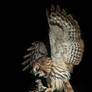 Last gasp - Tawny Owl and wood mouse