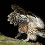 Tawny Owl with Prey