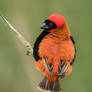 Southern Red Bishop