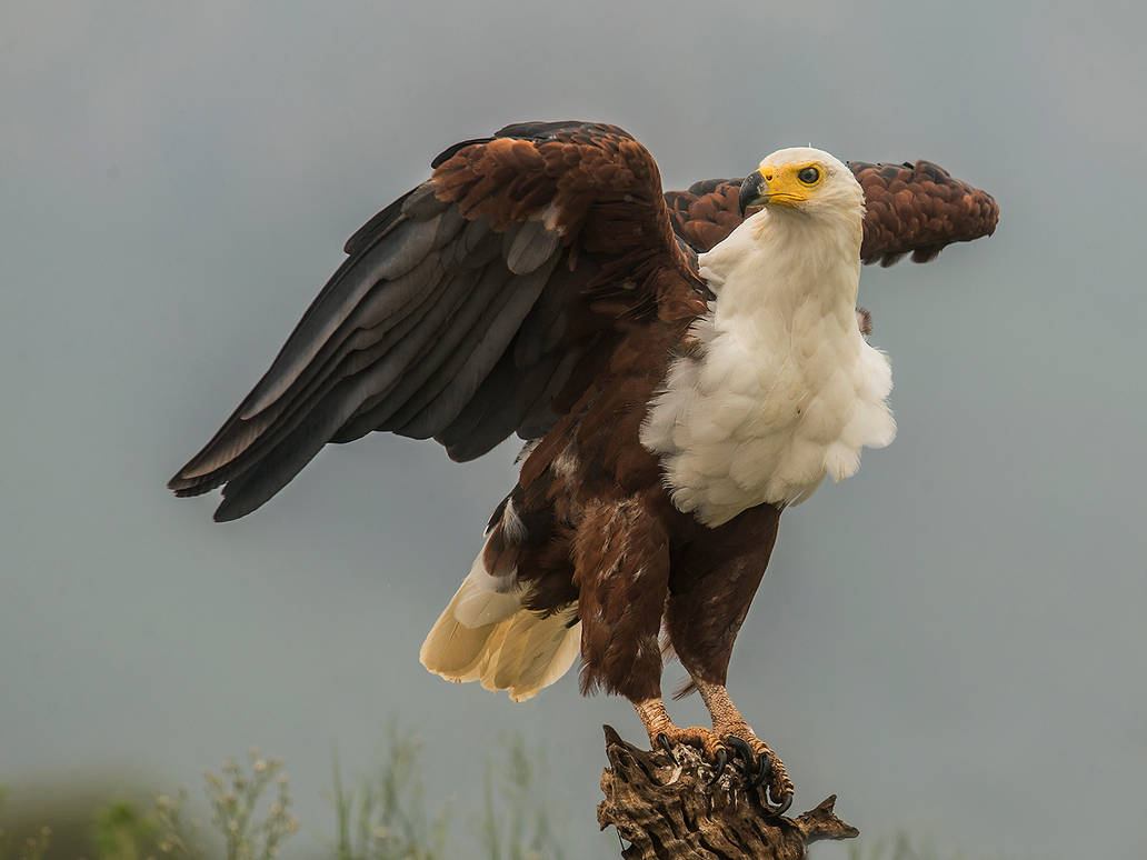 African Fish Eagle by Jamie-MacArthur