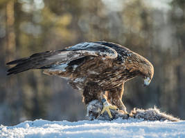 Wild Golden Eagle with Pine Marten