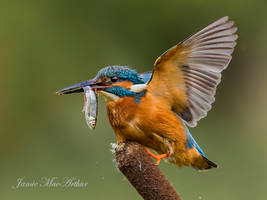 Female Common Kingfisher