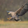 White-tailed Eagle -Poland