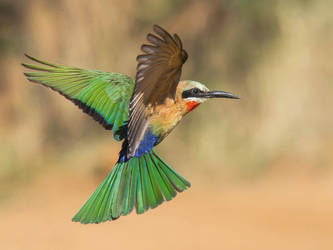 White-throated Bee-eater