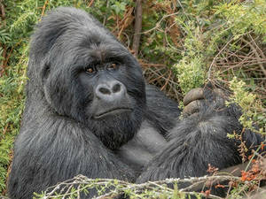 Silverback having breakfast