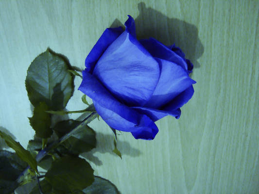 Blue Rose