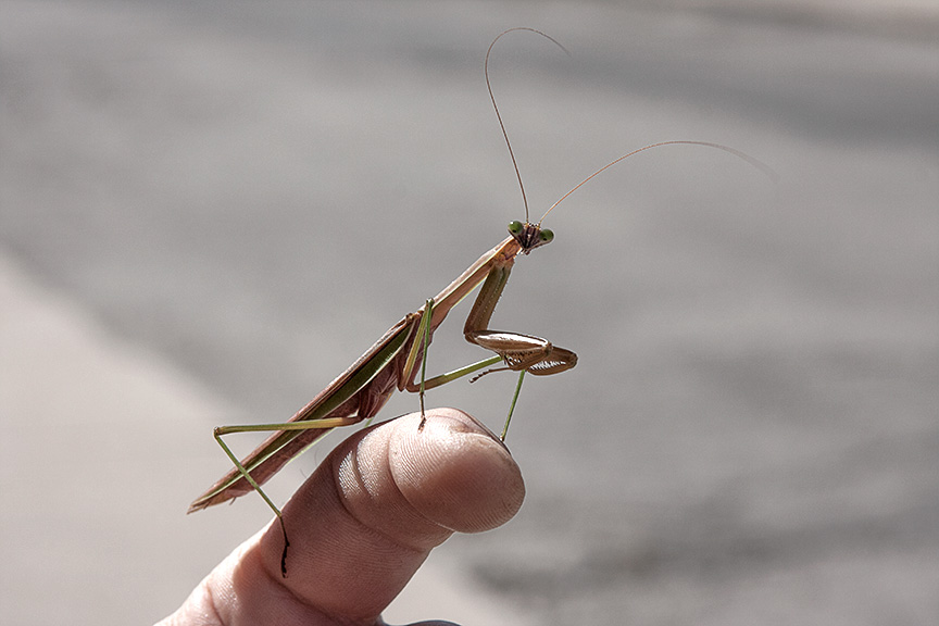 Praying Mantis by TowiWakka