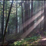 Oregon Forest
