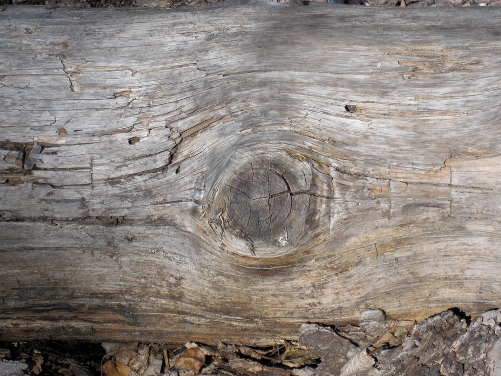 Log Eye by Gwenivor on DeviantArt