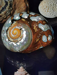 Pearls of shell