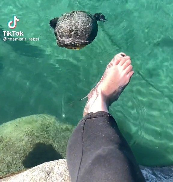 Tik Tok Feet 480 By Thrnst On Deviantart Tik Tok Feet 480 By Thrnst On Deviantart