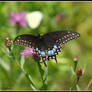 Eastern Black Swallowtail (Papilio polyxenes)