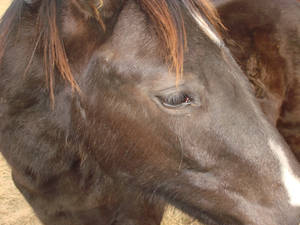 Close up: Horse