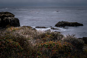 Monterey 4